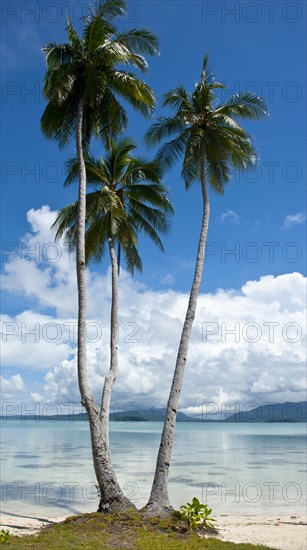 Palm trees on the beach