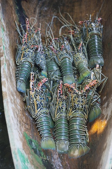 Freshly caught Lobster (Nephropidae)