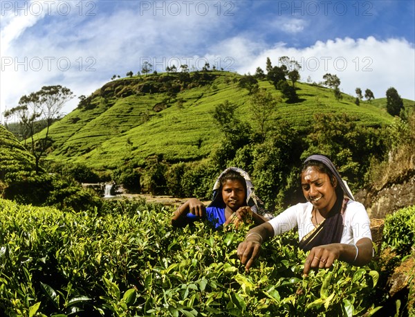 Tea pickers working on a tea plantation