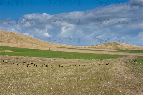 Pasture