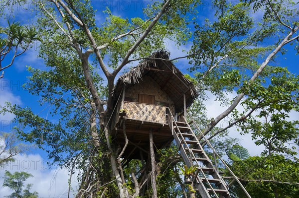 Tree house in a Banyan tree