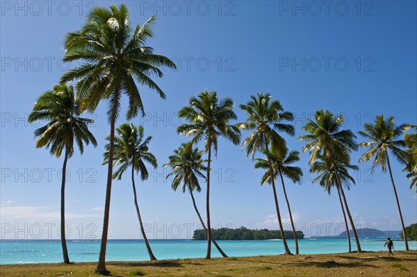 Palm trees