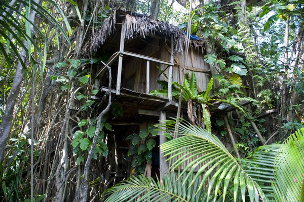 Tree house in a Banyan tree