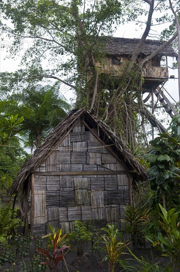 Tree house in a Banyan tree