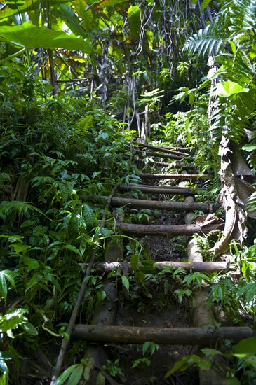 Ladder down to the Millennium Cave