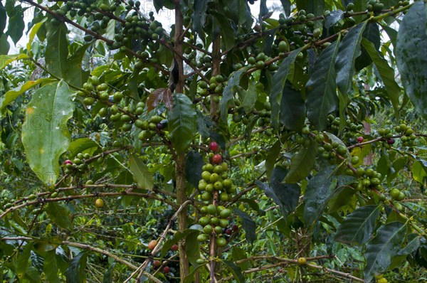 Coffee (Coffea arabica)