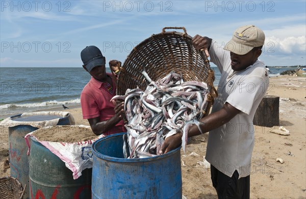 Fishermen emptying fishing from a basket into a barrel for salting