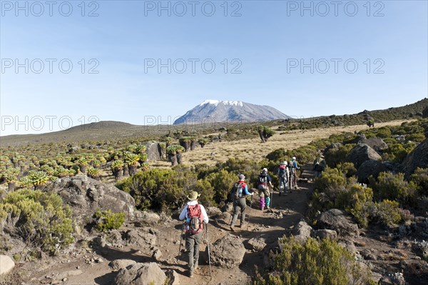 Group of hikers with Giant Groundsel (Dendrosenecio kilimanjari)