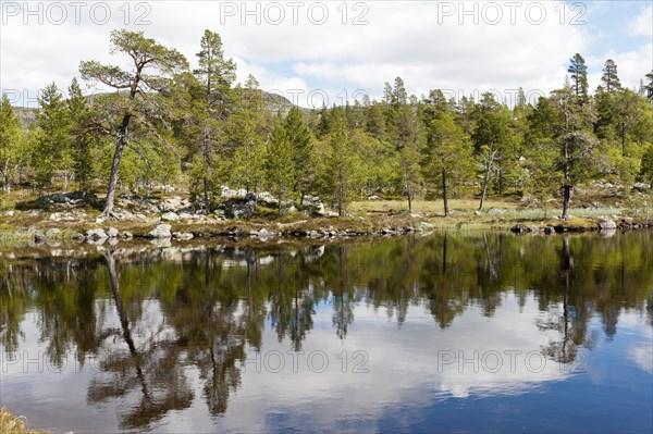 Scots Pines (Pinus sylvestris) on the shore with reflections in Lake Djupsjoen