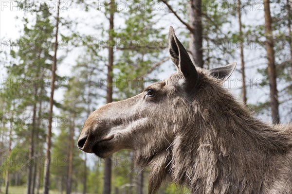 Moose (Alces alces)