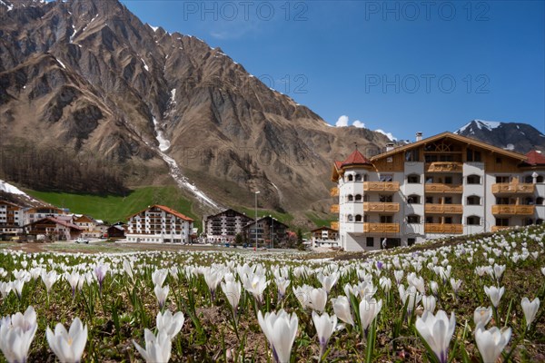 Crocus meadow in spring