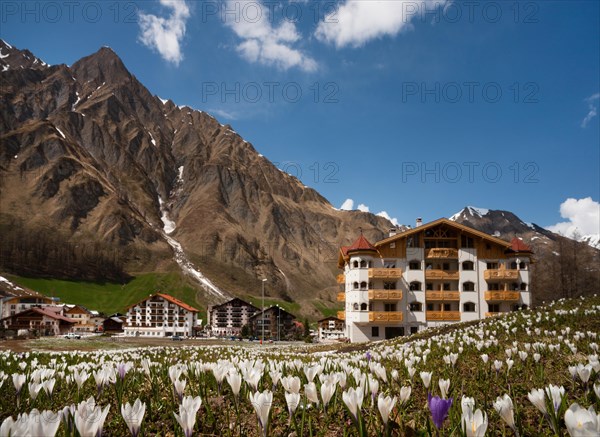 Crocus meadow in spring