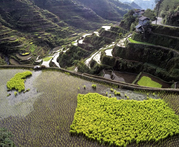 Banaue Rice Terraces