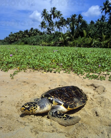 Hawksbill Sea Turtle (Eretmochelys imbricata)