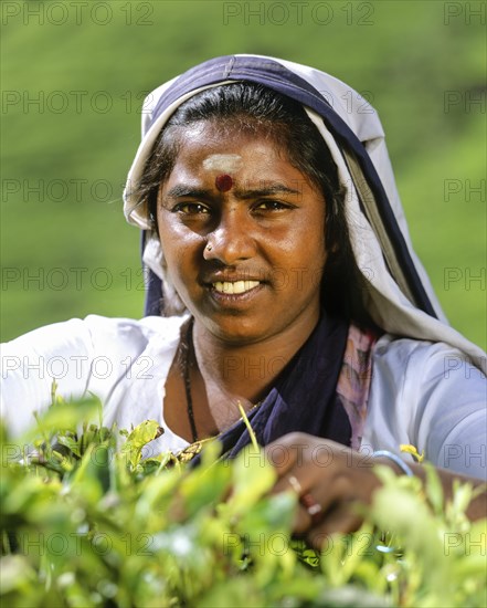 Tea picker working on a tea plantation