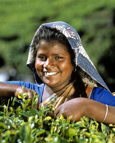 Tea picker working on a tea plantation