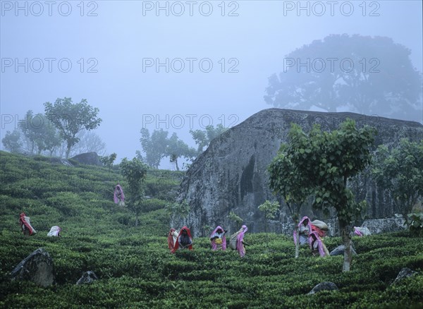 Tea pickers working on a tea plantation