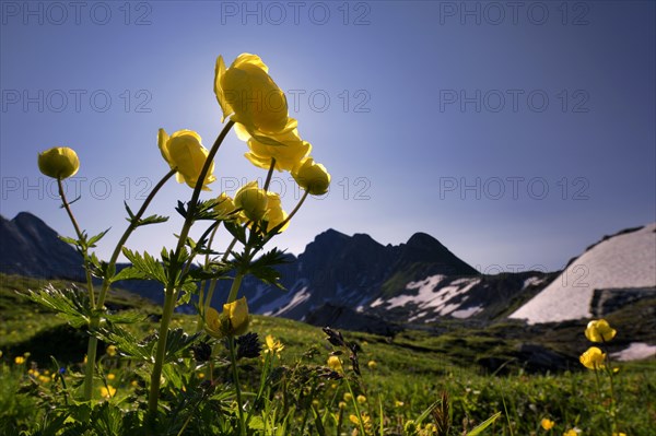 Globe Flowers (Trollius europaeus) with a panoramic view of the mountains