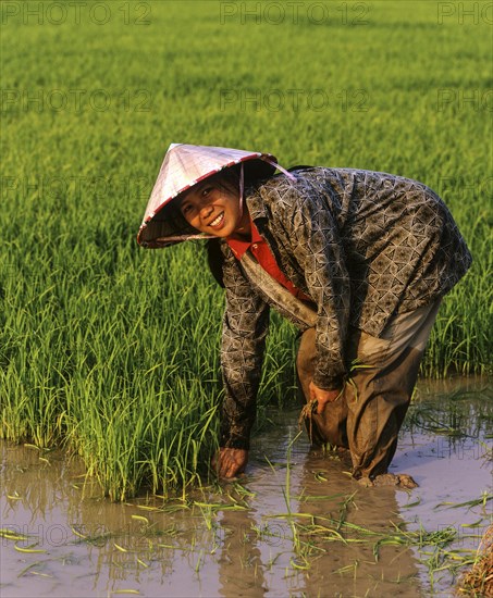 Female worker in a rice paddy