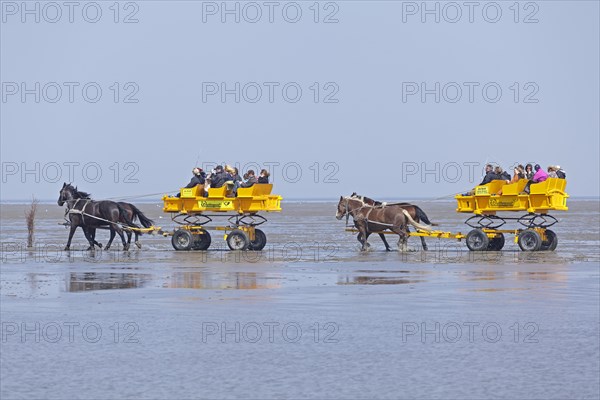Horse-drawn carriage tour through the mudflats