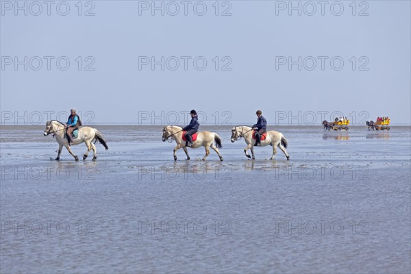 Horseriding in the mudflats