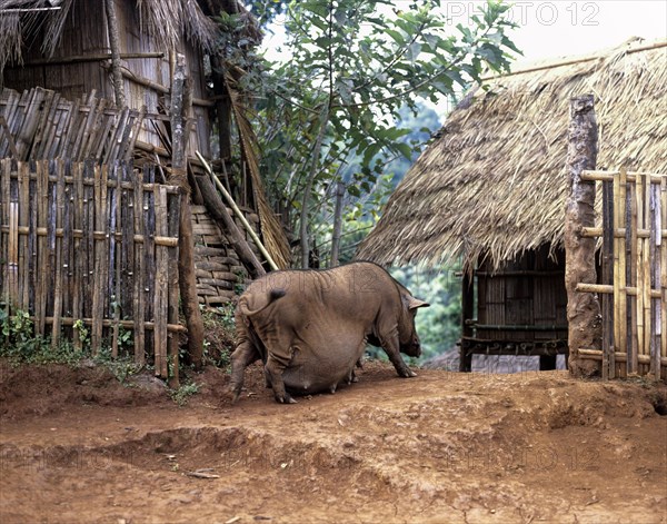 Pregnant pig in an Akha village on the Burmese border in the west of Chiang Rai