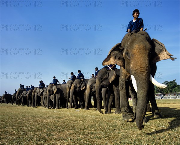 Elephant festival in Surin