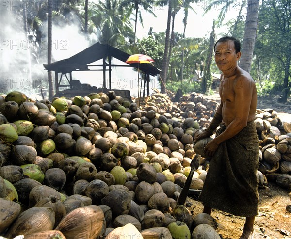 Worker on a coconut plantation