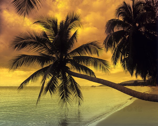 Palm trees on a beach