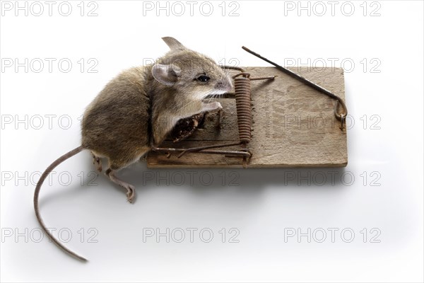 Dead House mouse (Mus musculus) in a mousetrap