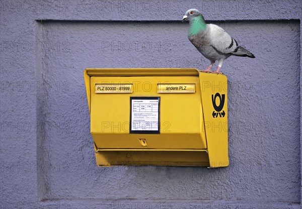 Domestic Pigeon (Columba livia domestica) sitting on a yellow German mailbox