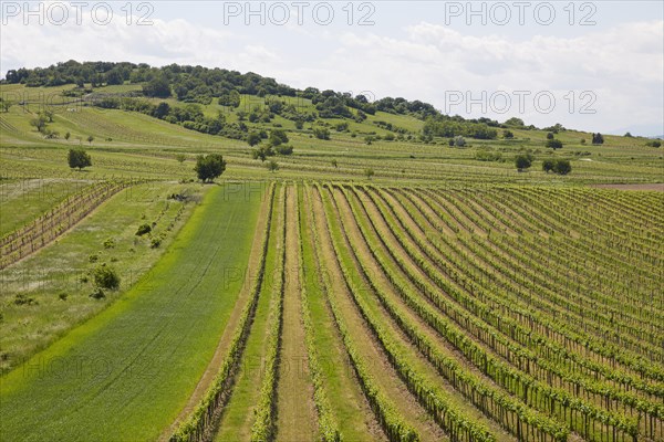 Vineyards around Hoelzlstein rock