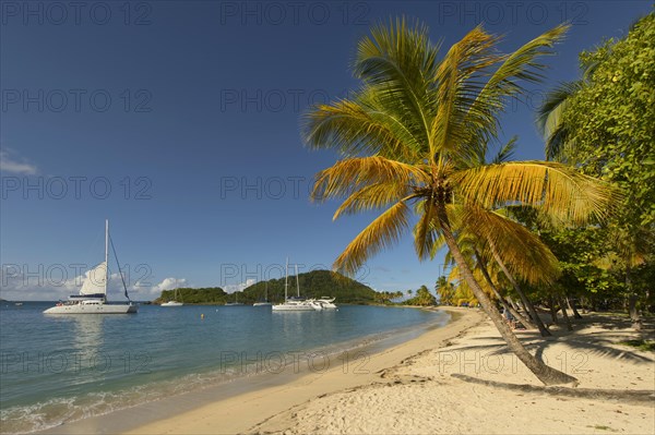 Caribbean Bay with palm trees and boats