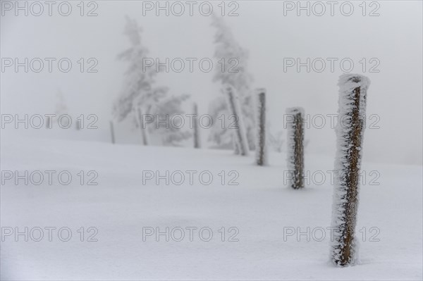 Fence posts with snow-covered spruce trees (Picea)