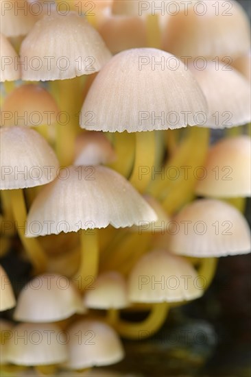 Clustered Bonnet or Oak-stump Bonnet Cap (Mycena inclinata)