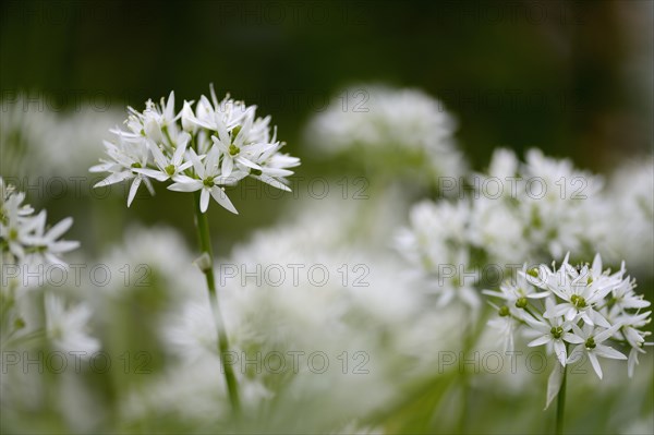 Ramsons or Wild Garlic (Allium ursinum)