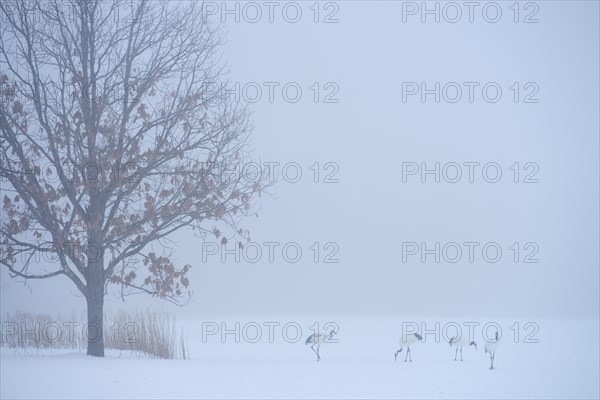 Flock of Red-crowned Cranes