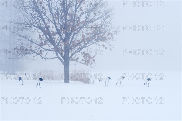 Flock of Red-crowned Cranes