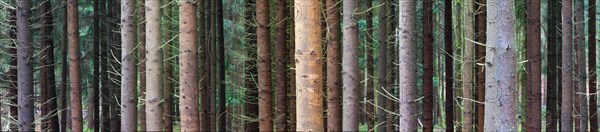 Spruce (Pices abies) tree trunks