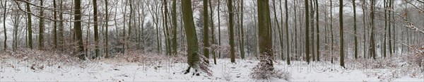 Snowy winter forest