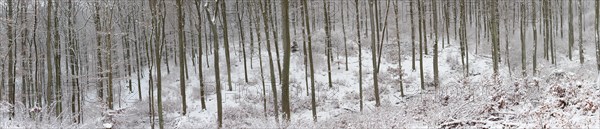 Snowy winter forest