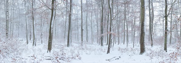 Panoramic view