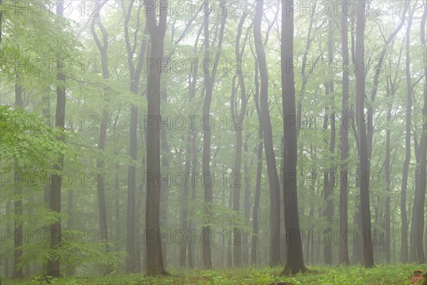 Fog in a beech forest (Fagus sylvatica)