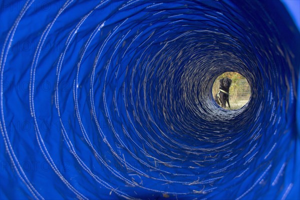 Dog sitting in front of an agility tunnel during dog agility training