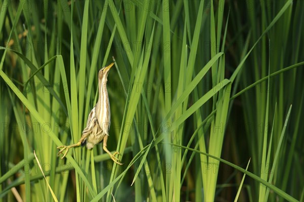 Little Bittern (Ixobrychus minutus) perched in the reeds