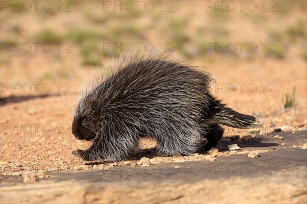 North American Porcupine (Erethizon dorsatum)