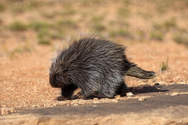 North American Porcupine (Erethizon dorsatum)