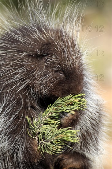 North American Porcupine (Erethizon dorsatum)