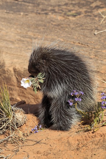 North American Porcupine (Erethizon dorsatum)