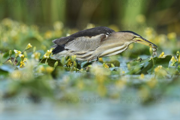 Little Bittern (Ixobrychus minutus) eating a frog